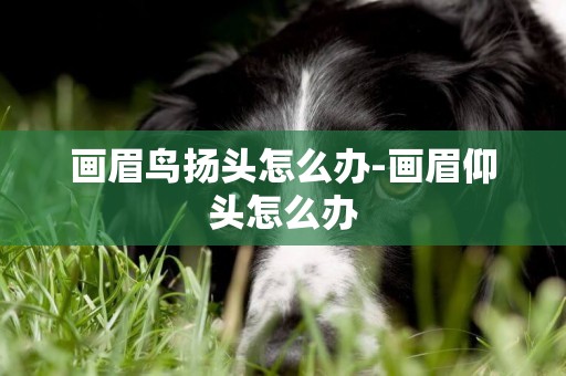 畫眉鳥揚頭怎么辦-畫眉仰頭怎么辦