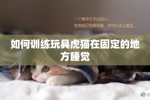 如何訓練玩具虎貓在固定的地方睡覺