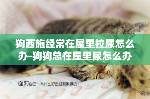 狗西施經常在屋里拉尿怎么辦-狗狗總在屋里尿怎么辦