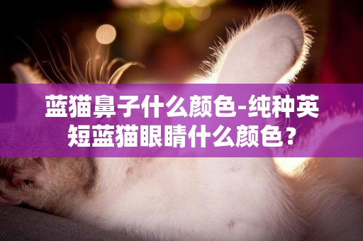 藍貓鼻子什么顏色-純種英短藍貓眼睛什么顏色？