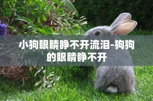 小狗眼睛睜不開流淚-狗狗的眼睛睜不開
