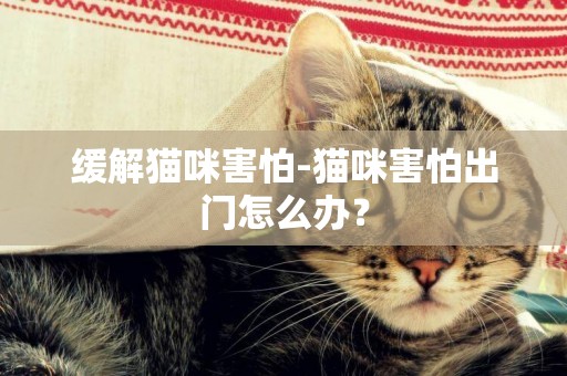 緩解貓咪害怕-貓咪害怕出門怎么辦？