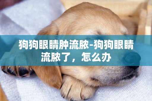 狗狗眼睛腫流膿-狗狗眼睛流膿了，怎么辦