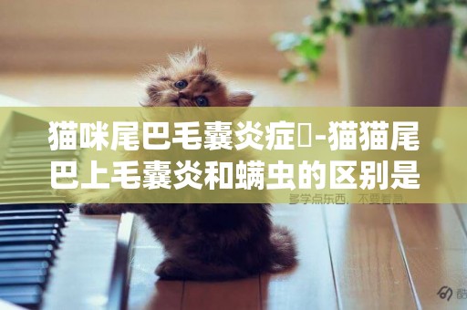 貓咪尾巴毛囊炎癥狀-貓貓尾巴上毛囊炎和螨蟲的區別是什么