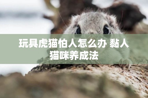 玩具虎貓怕人怎么辦 黏人貓咪養成法