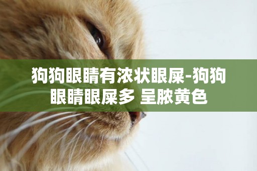 狗狗眼睛有濃狀眼屎-狗狗眼睛眼屎多 呈膿黃色
