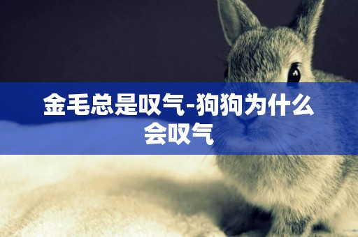 金毛總是嘆氣-狗狗為什么會嘆氣