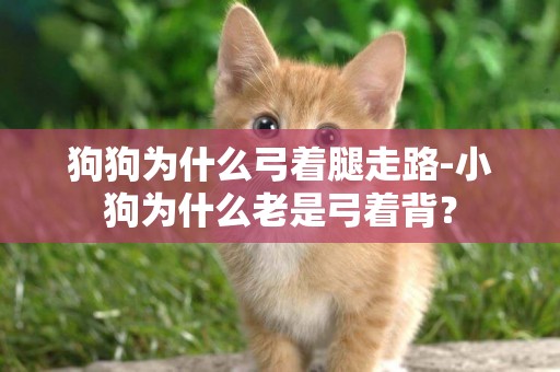 狗狗為什么弓著腿走路-小狗為什么老是弓著背？