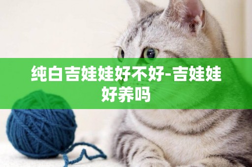 純白吉娃娃好不好-吉娃娃好養嗎