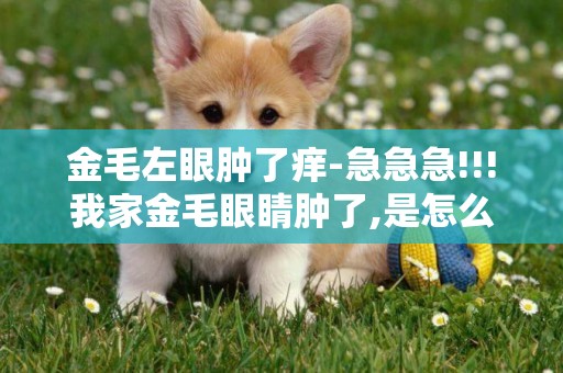 金毛左眼腫了癢-急急急!!!我家金毛眼睛腫了,是怎么回事?