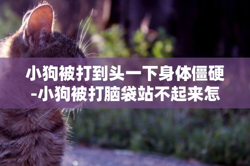 小狗被打到頭一下身體僵硬-小狗被打腦袋站不起來怎么辦
