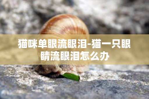 貓咪單眼流眼淚-貓一只眼睛流眼淚怎么辦