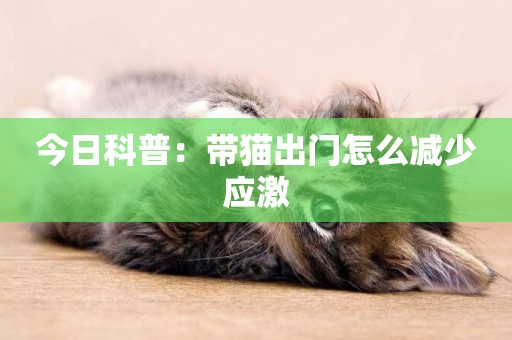 今日科普：帶貓出門怎么減少應激