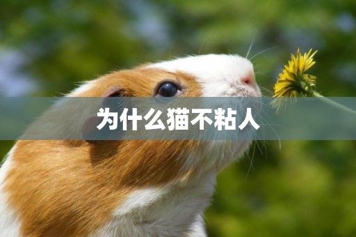 為什么貓不粘人
