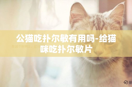 公貓吃撲爾敏有用嗎-給貓咪吃撲爾敏片