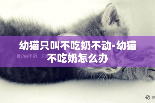 幼貓只叫不吃奶不動-幼貓不吃奶怎么辦