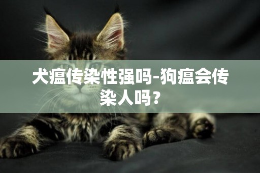 犬瘟傳染性強嗎-狗瘟會傳染人嗎？