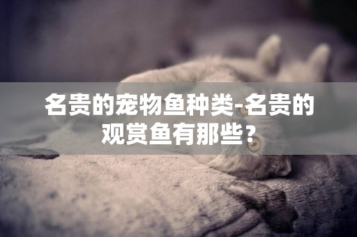 名貴的寵物魚種類-名貴的觀賞魚有那些？