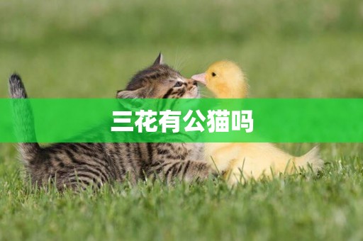 三花有公貓嗎