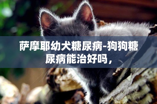 薩摩耶幼犬糖尿病-狗狗糖尿病能治好嗎，