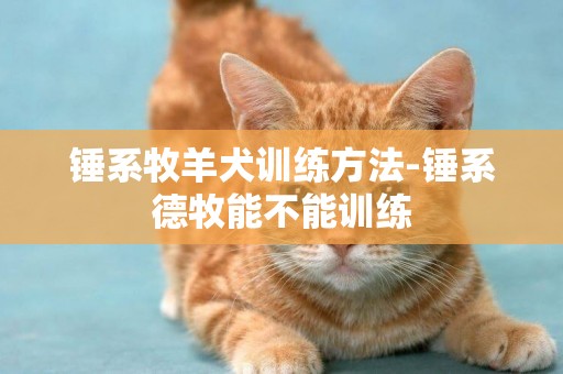 錘系牧羊犬訓練方法-錘系德牧能不能訓練
