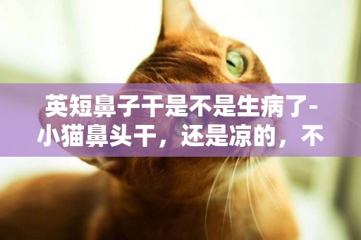 英短鼻子干是不是生病了-小貓鼻頭干，還是涼的，不會生病了吧