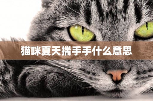 貓咪夏天揣手手什么意思