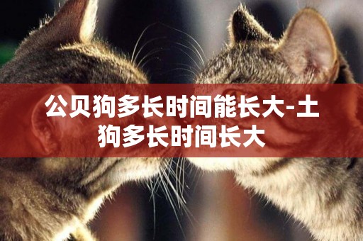 公貝狗多長時間能長大-土狗多長時間長大