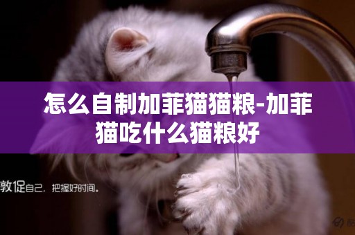 怎么自制加菲貓貓糧-加菲貓吃什么貓糧好