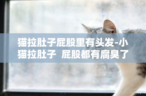 貓拉肚子屁股里有頭發-小貓拉肚子  屁股都有腐臭了 怎么辦