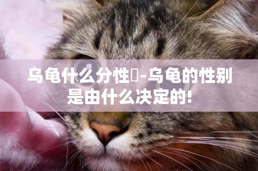 烏龜什么分性別-烏龜的性別是由什么決定的!