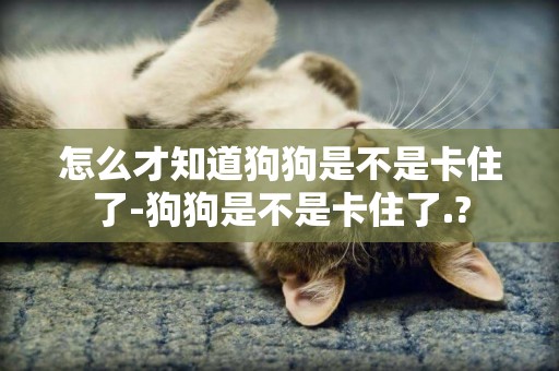 怎么才知道狗狗是不是卡住了-狗狗是不是卡住了.?