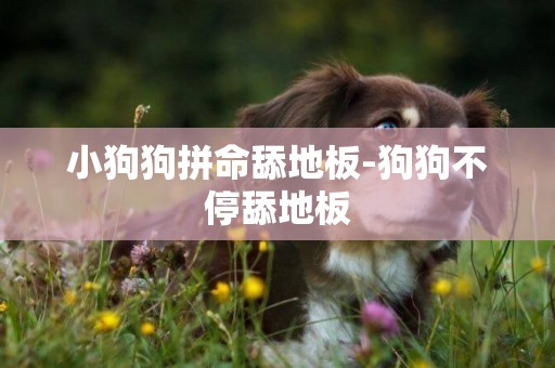 小狗狗拼命舔地板-狗狗不停舔地板