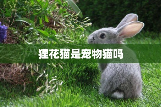 貍花貓是寵物貓嗎