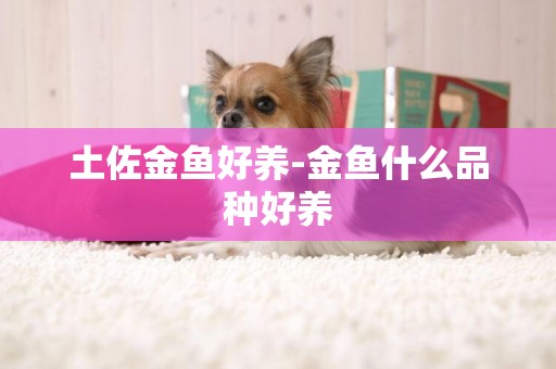 土佐金魚好養-金魚什么品種好養