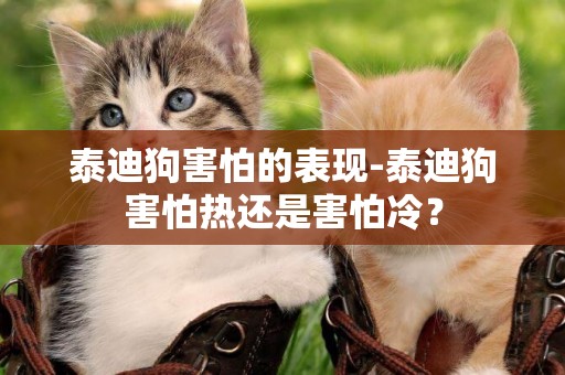 泰迪狗害怕的表現-泰迪狗害怕熱還是害怕冷？