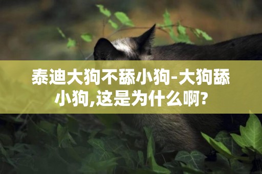 泰迪大狗不舔小狗-大狗舔小狗,這是為什么啊?