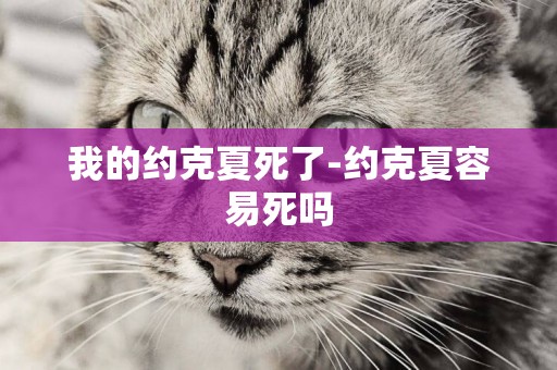 我的約克夏死了-約克夏容易死嗎