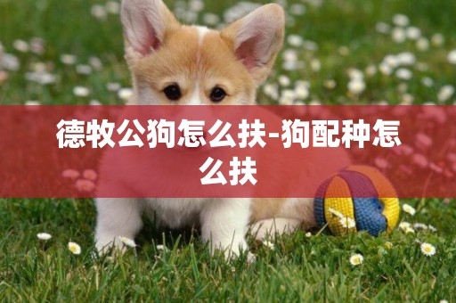 德牧公狗怎么扶-狗配種怎么扶