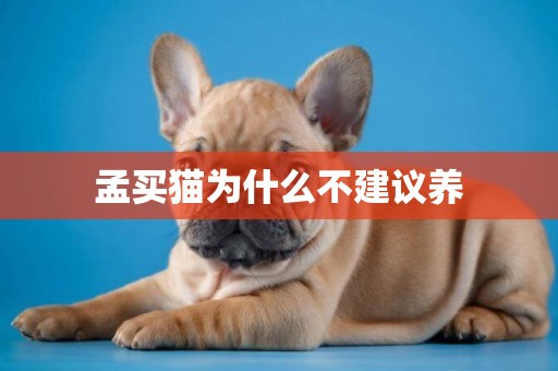 孟買貓為什么不建議養