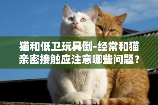 貓和低衛玩具倒-經常和貓親密接觸應注意哪些問題？