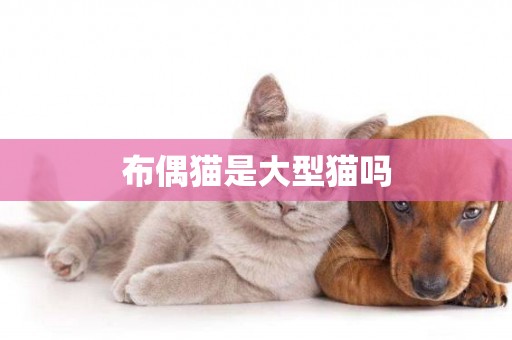 布偶貓是大型貓嗎