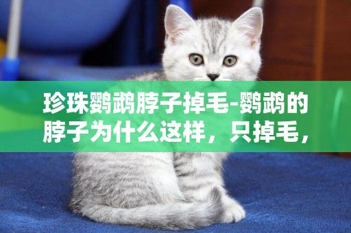 珍珠鸚鵡脖子掉毛-鸚鵡的脖子為什么這樣，只掉毛，桿子還在，