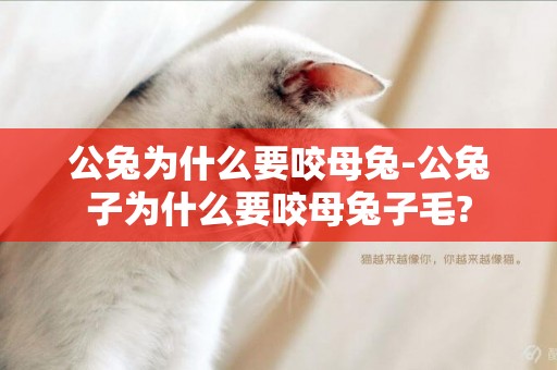 公兔為什么要咬母兔-公兔子為什么要咬母兔子毛?