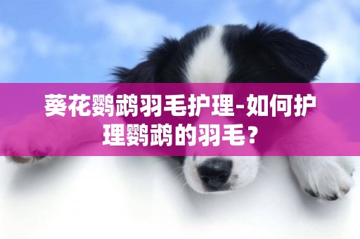 葵花鸚鵡羽毛護理-如何護理鸚鵡的羽毛？