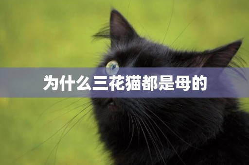 為什么三花貓都是母的