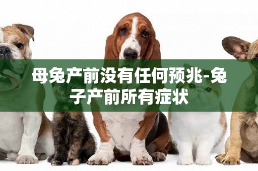 母兔產前沒有任何預兆-兔子產前所有癥狀