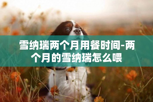雪納瑞兩個月用餐時間-兩個月的雪納瑞怎么喂