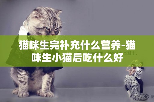 貓咪生完補充什么營養-貓咪生小貓后吃什么好
