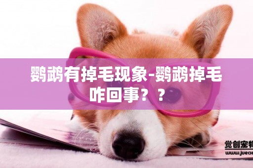 鸚鵡有掉毛現象-鸚鵡掉毛咋回事？？